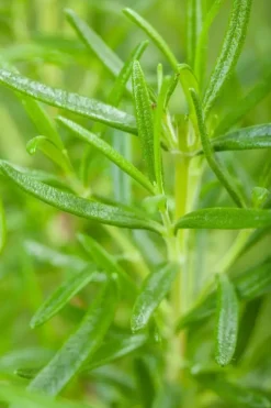 Rosmarinus officinalis (Rozemarijn)