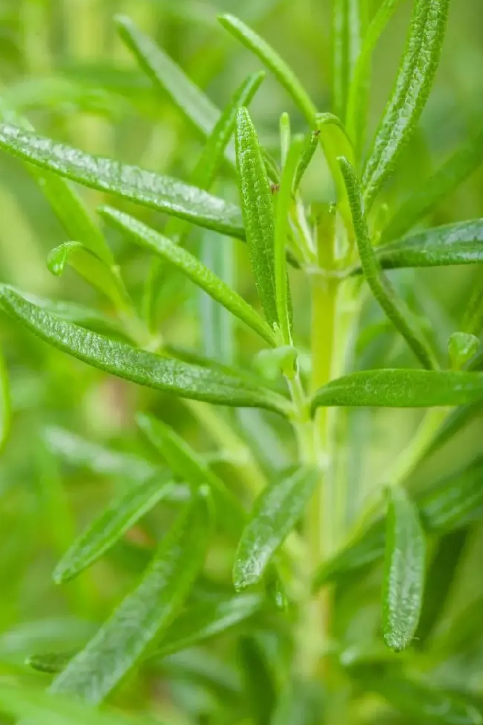 Rosmarinus officinalis (Rozemarijn)
