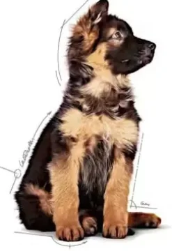 Royal Canin Maxi Puppy natvoer 85g