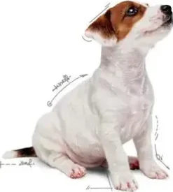 Royal Canin Mini Puppy natvoer 85g