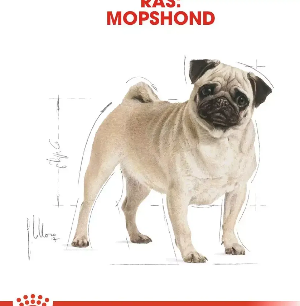Royal Canin Pug Adult 1,5kg