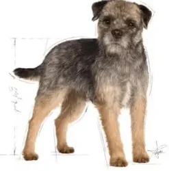 Royal Canin Sterilised natvoer 85g