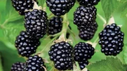 Rubus fruticosus 'Black Satin' (Braam) fruitplant 65cm