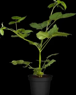 Rubus fruticosus 'Black Satin' (Braam) fruitplant 65cm