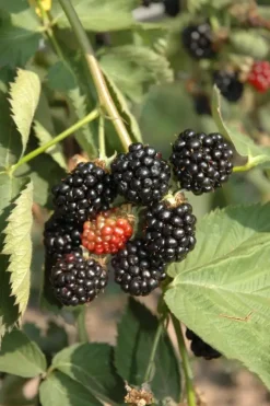 Rubus fruticosus 'Black Satin' (Braam) fruitplant 65cm