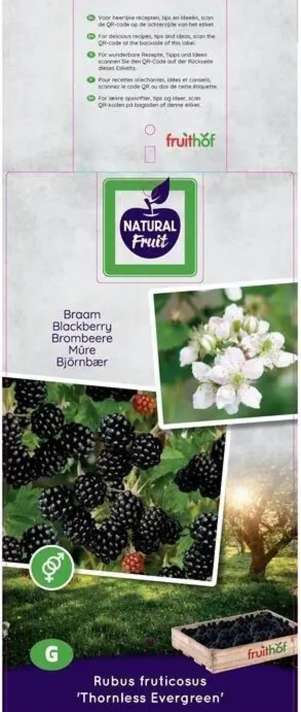 Rubus fruticosus 'Thornless Evergreen' (Braam) fruitplant 60cm