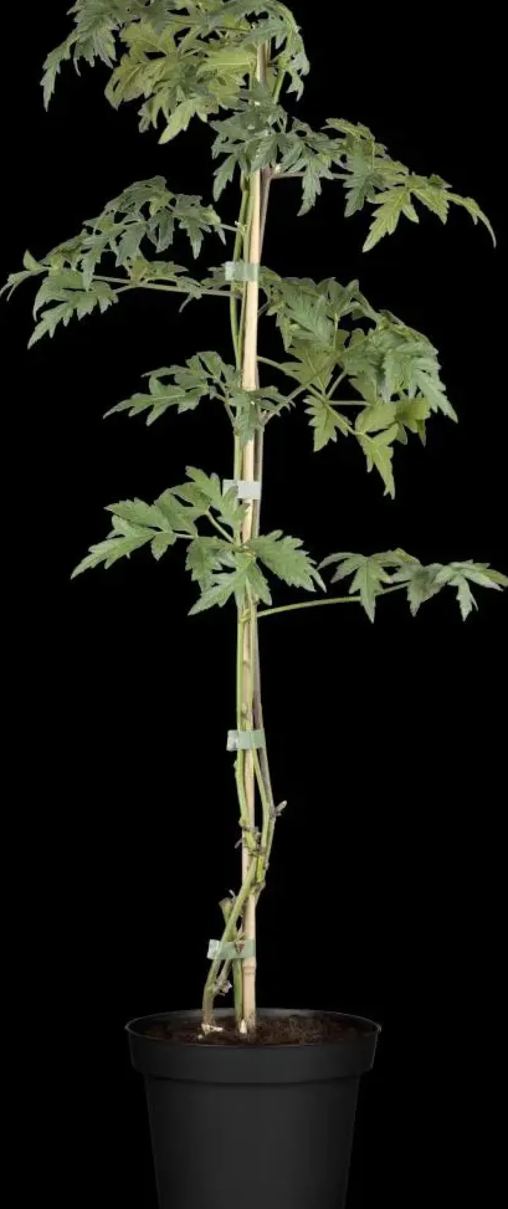 Rubus fruticosus 'Thornless Evergreen' (Braam) fruitplant 60cm