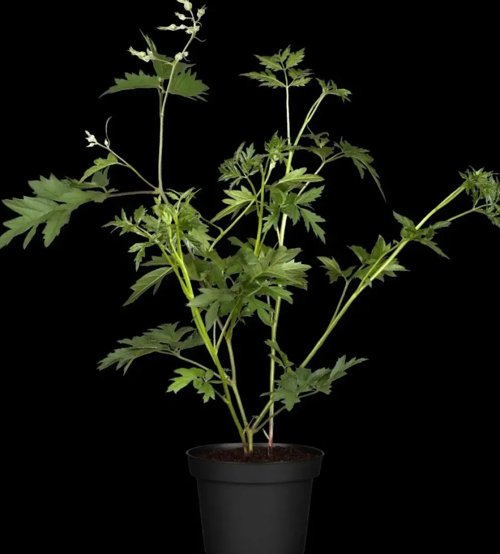 Rubus fruticosus 'Thornless Evergreen' (Braam) fruitplant 60cm