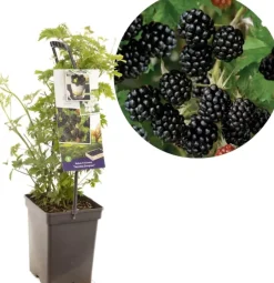 Rubus fruticosus 'Thornless Evergreen' (Braam) fruitplant 65cm