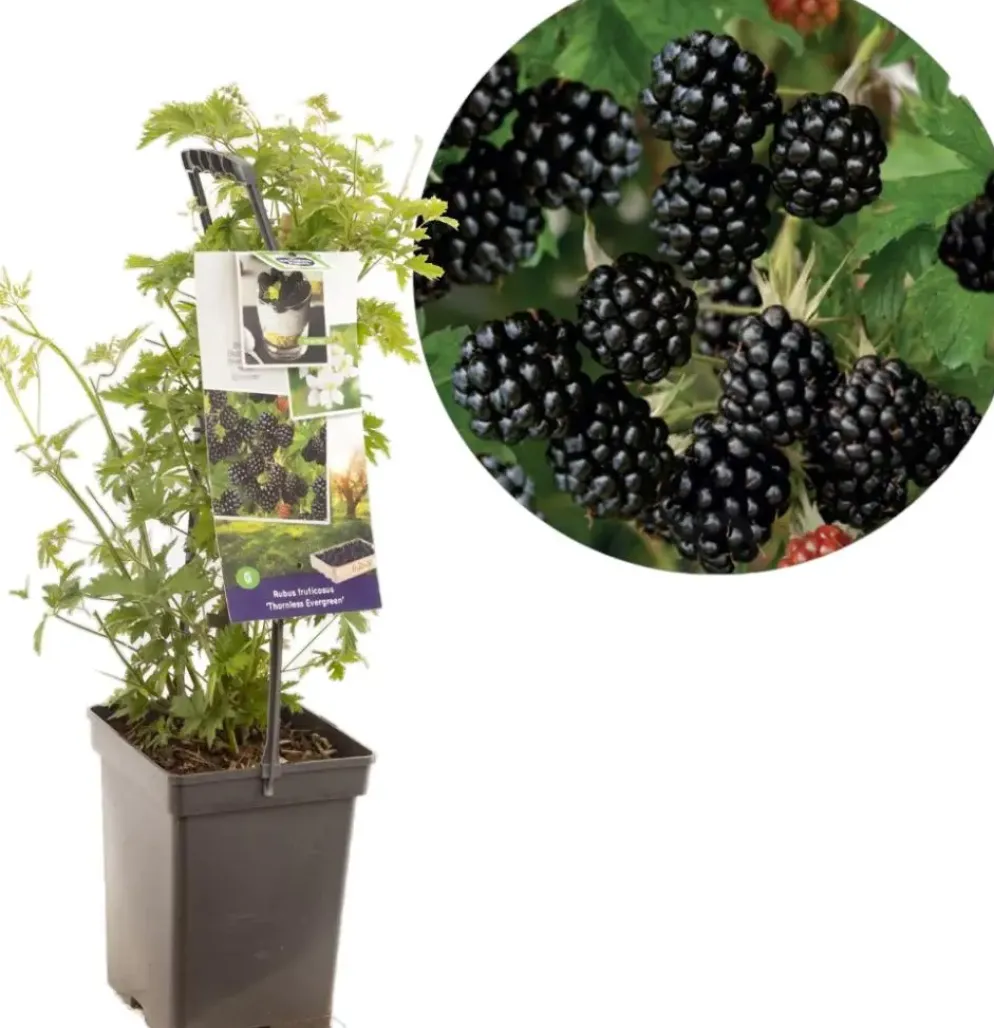 Rubus fruticosus 'Thornless Evergreen' (Braam) fruitplant 65cm