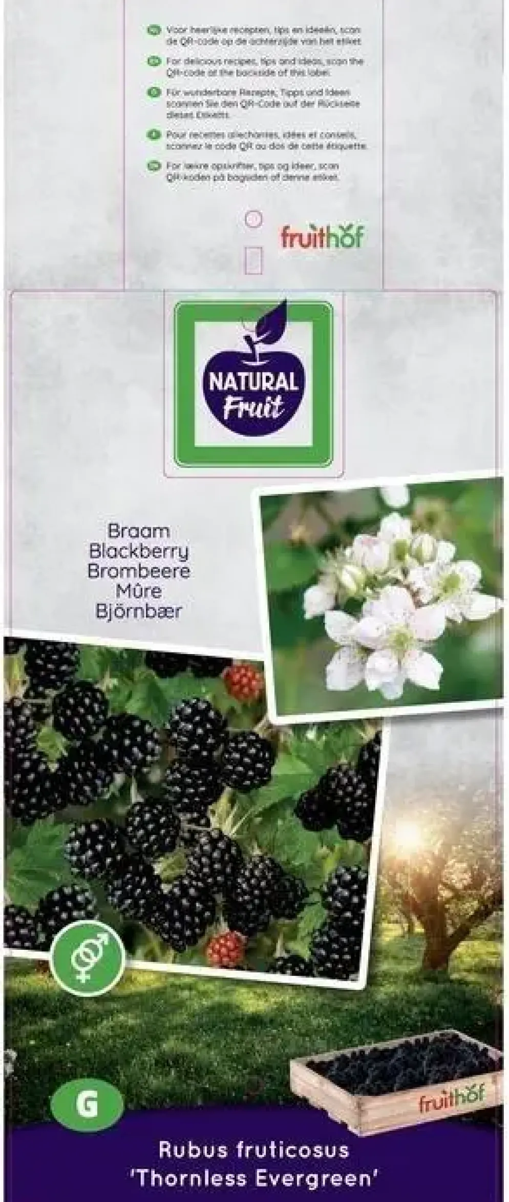 Rubus fruticosus 'Thornless Evergreen' (Braam) fruitplant 65cm