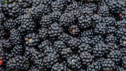 Rubus fruticosus 'Thornless Evergreen' (Braam) fruitplant 65cm