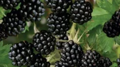 Rubus fruticosus 'Thornless Evergreen' (Braam) fruitplant 65cm