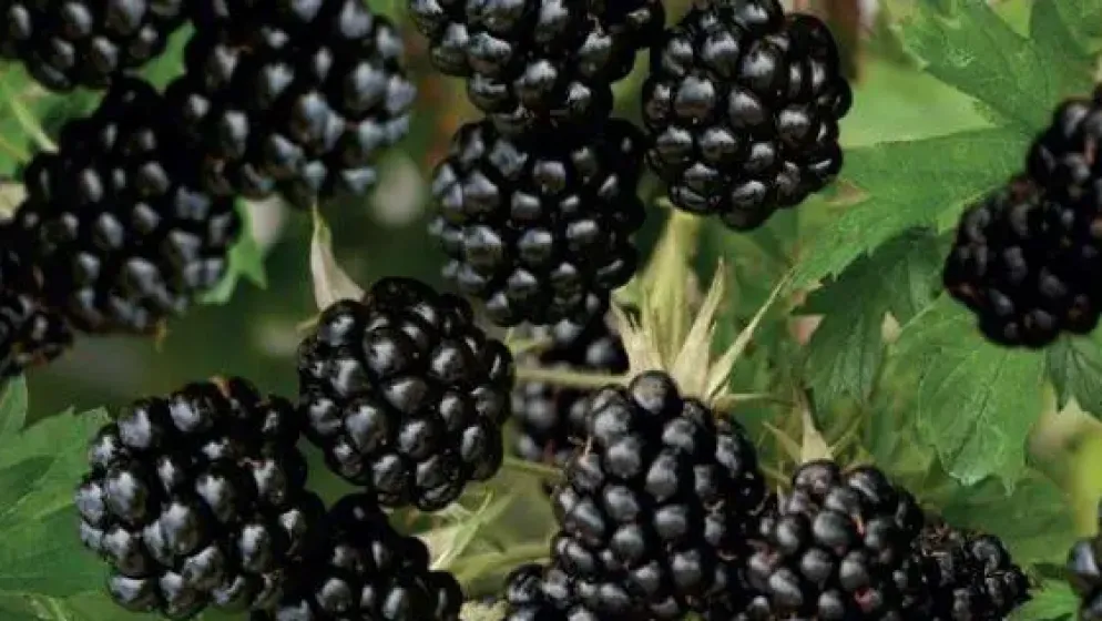 Rubus fruticosus 'Thornless Evergreen' (Braam) fruitplant 65cm