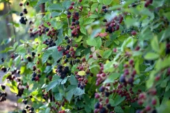 Rubus fruticosus 'Thornless Evergreen' (Braam) fruitplant 65cm