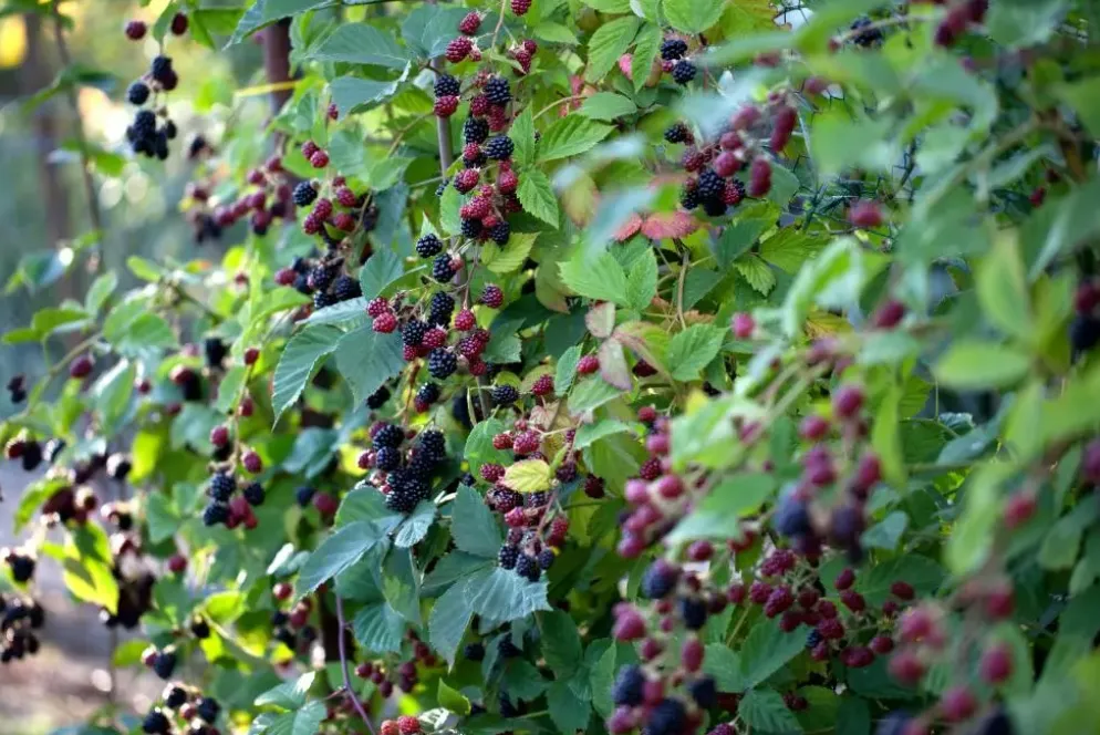 Rubus fruticosus 'Thornless Evergreen' (Braam) fruitplant 65cm