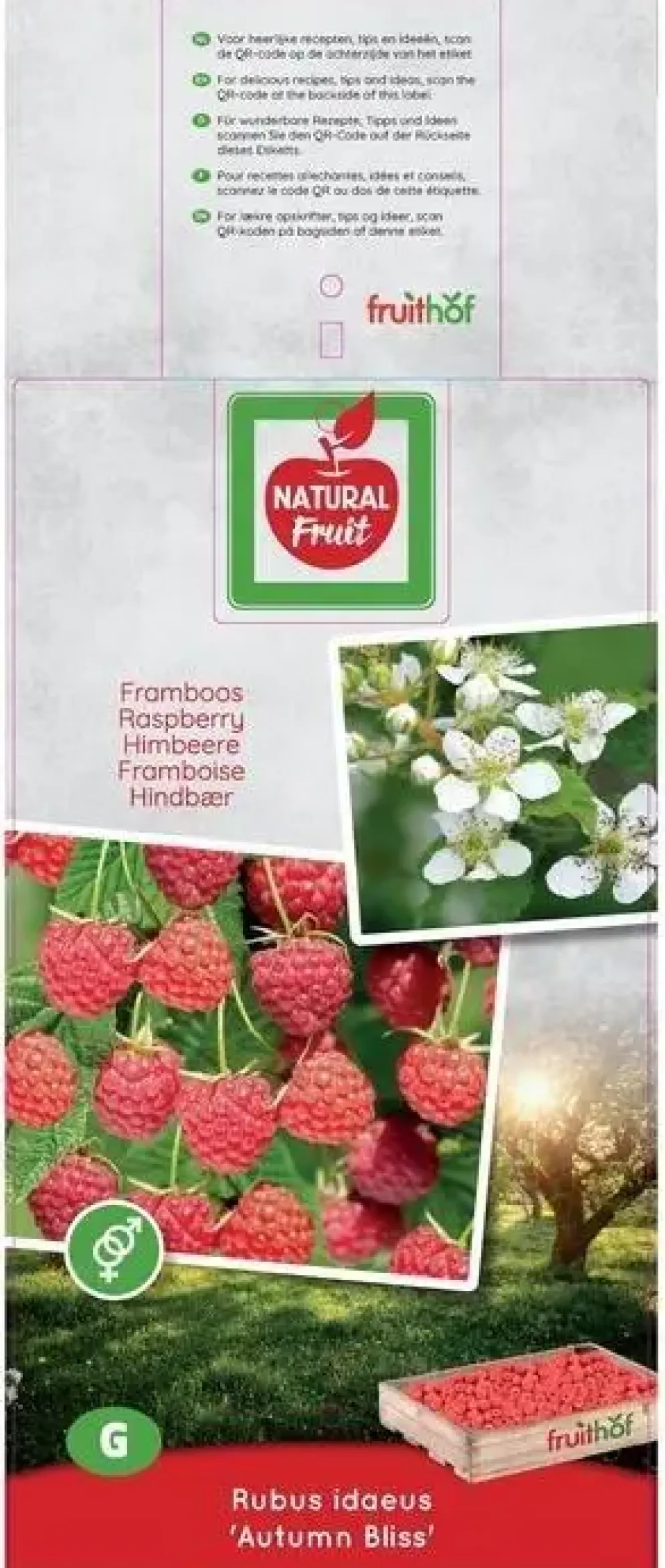 Rubus idaeus 'Autumn Bliss' (Framboos) fruitplant 65cm