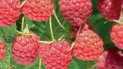 Rubus idaeus 'Autumn Bliss' (Framboos) fruitplant 65cm