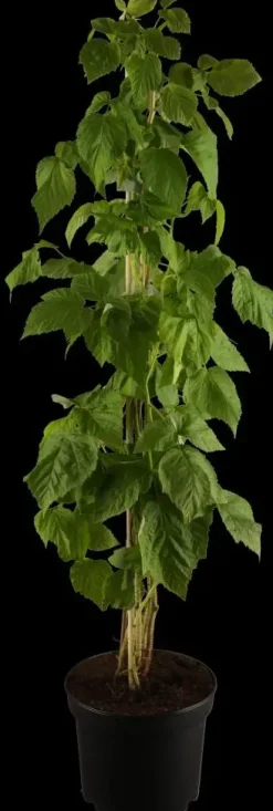 Rubus idaeus 'Autumn Bliss' (Framboos) fruitplant 65cm
