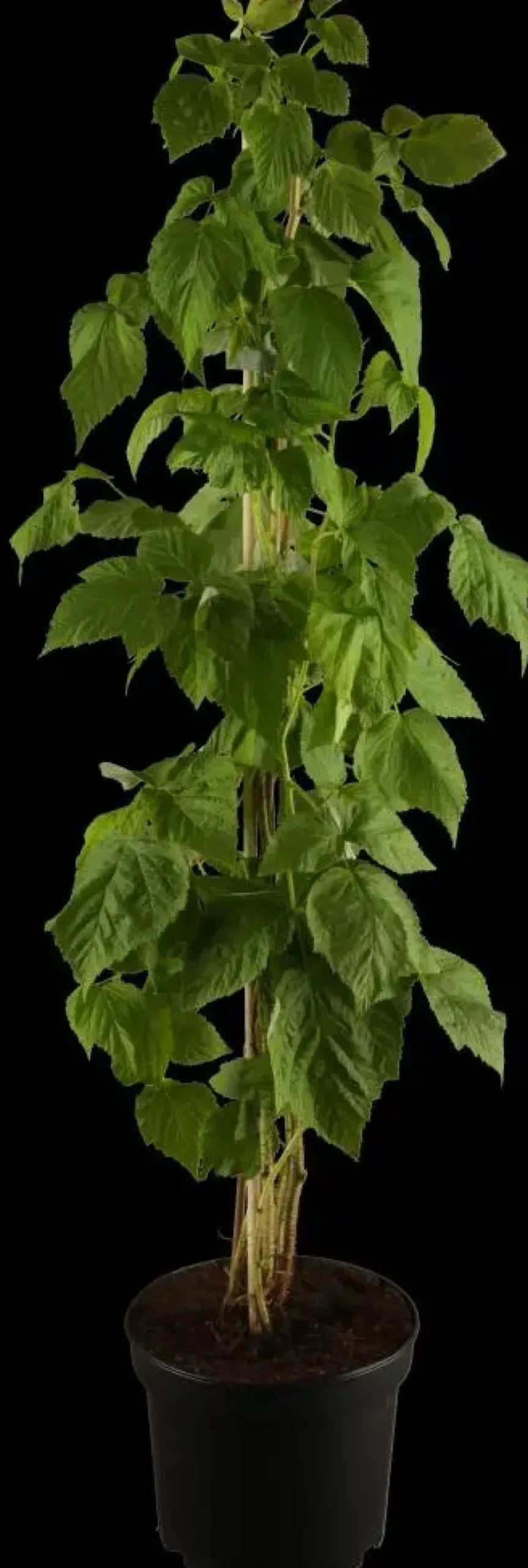 Rubus idaeus 'Autumn Bliss' (Framboos) fruitplant 65cm