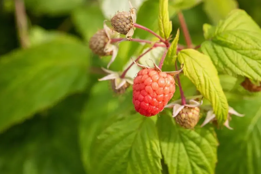 Rubus idaeus 'Autumn Bliss' (Framboos) fruitplant 65cm