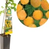Rubus idaeus 'Fallgold' (Framboos) fruitplant 60cm