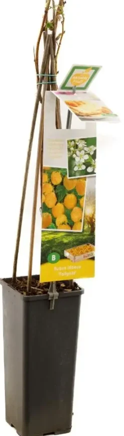 Rubus idaeus 'Fallgold' (Framboos) fruitplant 60cm