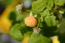 Rubus idaeus 'Fallgold' (Framboos) fruitplant 60cm