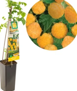 Rubus idaeus 'Fallgold' (Framboos) fruitplant 60cm