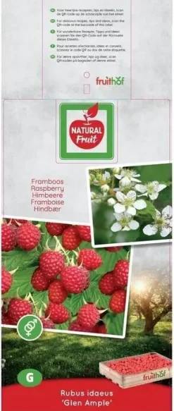Rubus idaeus 'Glen Ample' (Framboos) fruitplant 60cm