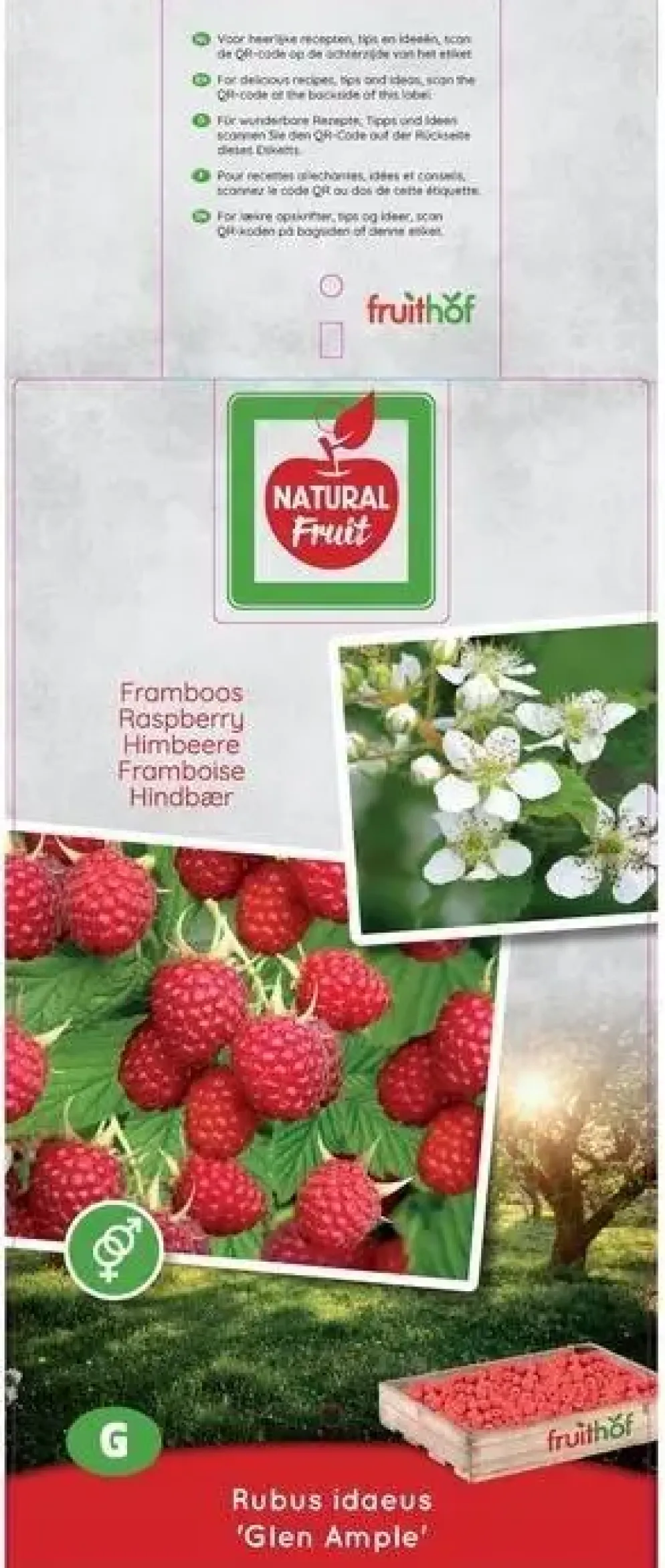 Rubus idaeus 'Glen Ample' (Framboos) fruitplant 60cm