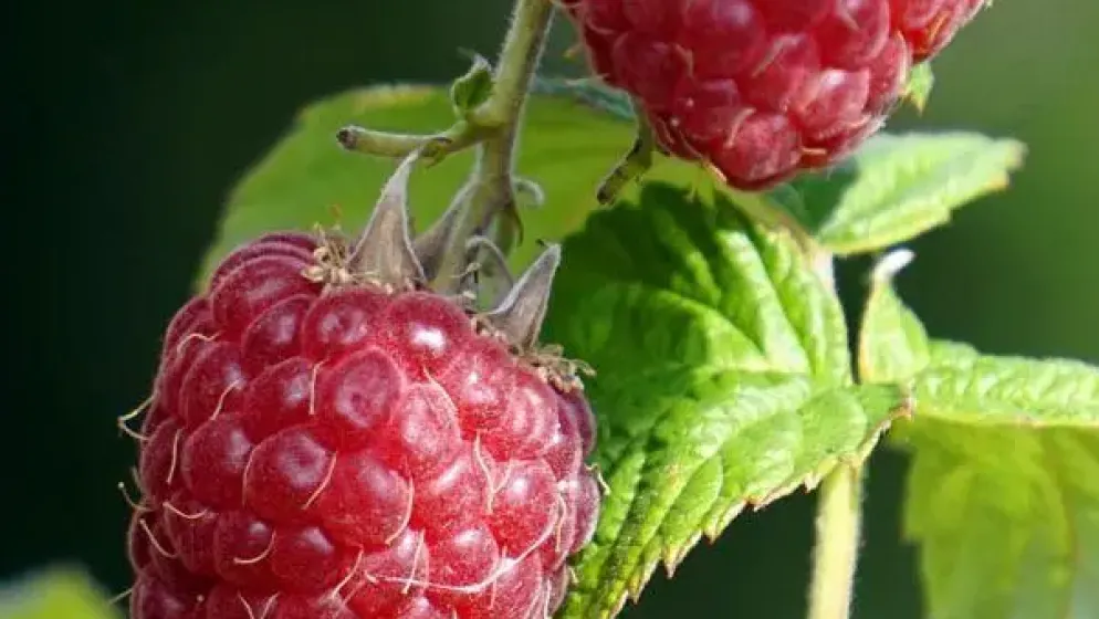Rubus idaeus 'Glen Ample' (Framboos) fruitplant 60cm