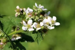 Rubus idaeus 'Glen Ample' (Framboos) fruitplant 60cm