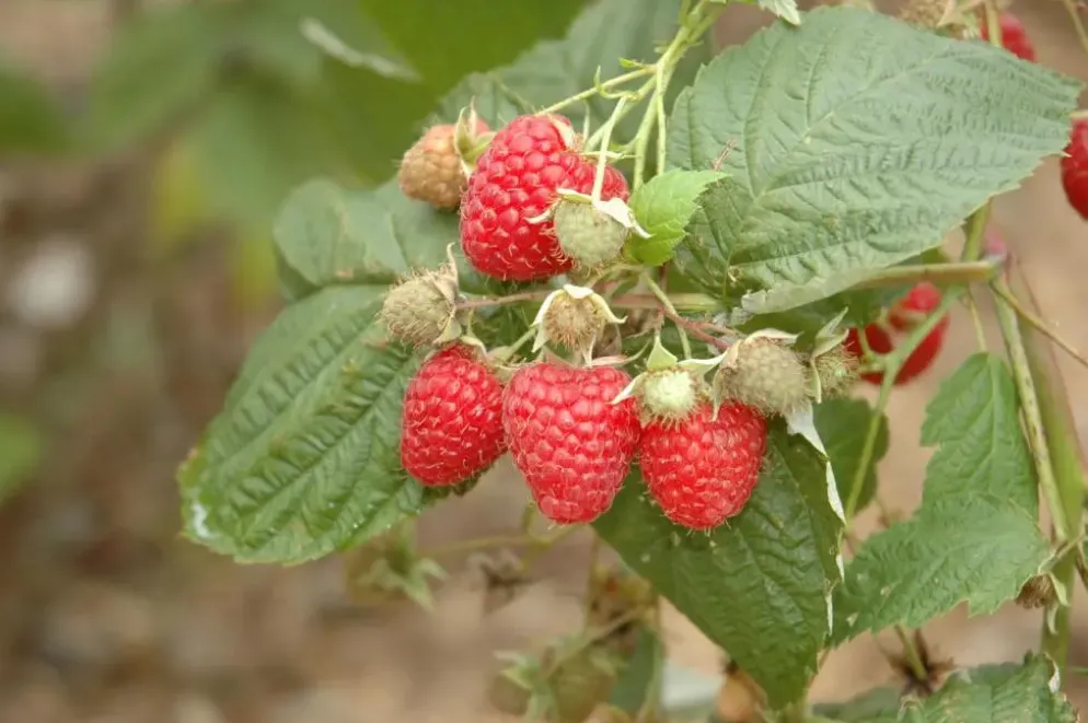 Rubus idaeus 'Glen Ample' (Framboos) fruitplant 60cm