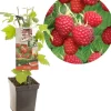 Rubus idaeus 'Glen Ample' (Framboos) fruitplant 65cm