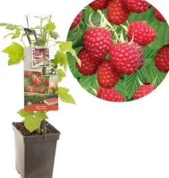 Rubus idaeus 'Glen Ample' (Framboos) fruitplant 65cm