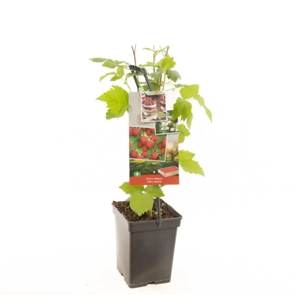 Rubus idaeus 'Glen Ample' (Framboos) fruitplant 65cm