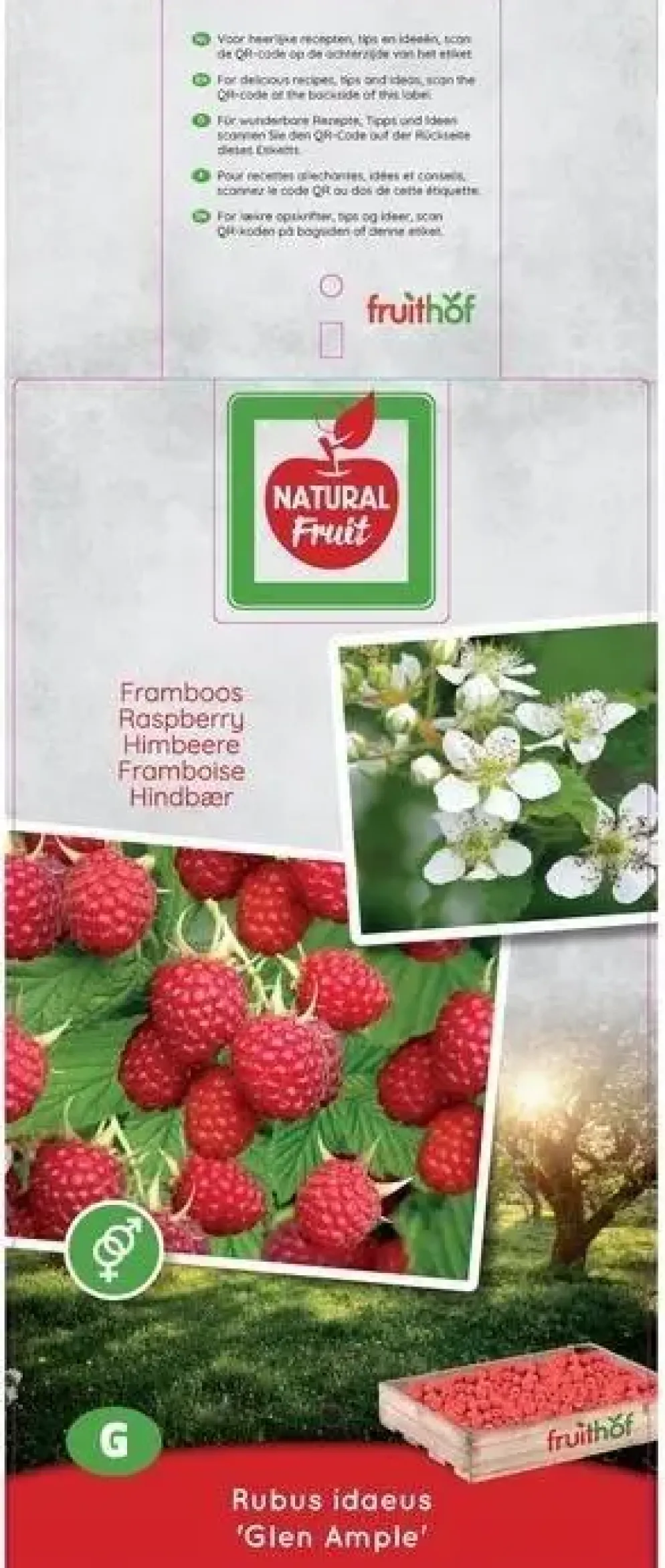 Rubus idaeus 'Glen Ample' (Framboos) fruitplant 65cm