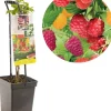 Rubus idaeus 'Quatro framboos' (Framboos) fruitplant 65cm