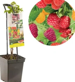 Rubus idaeus 'Quatro framboos' (Framboos) fruitplant 65cm