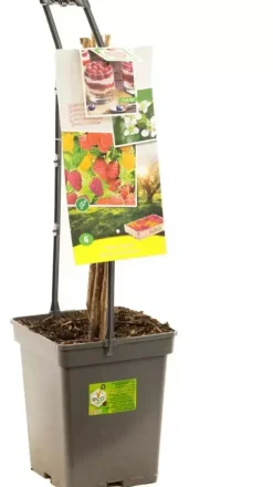 Rubus idaeus 'Quatro framboos' (Framboos) fruitplant 65cm