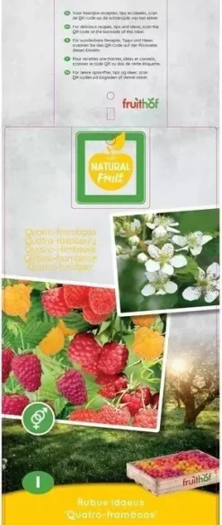 Rubus idaeus 'Quatro framboos' (Framboos) fruitplant 65cm