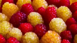 Rubus idaeus 'Quatro framboos' (Framboos) fruitplant 65cm