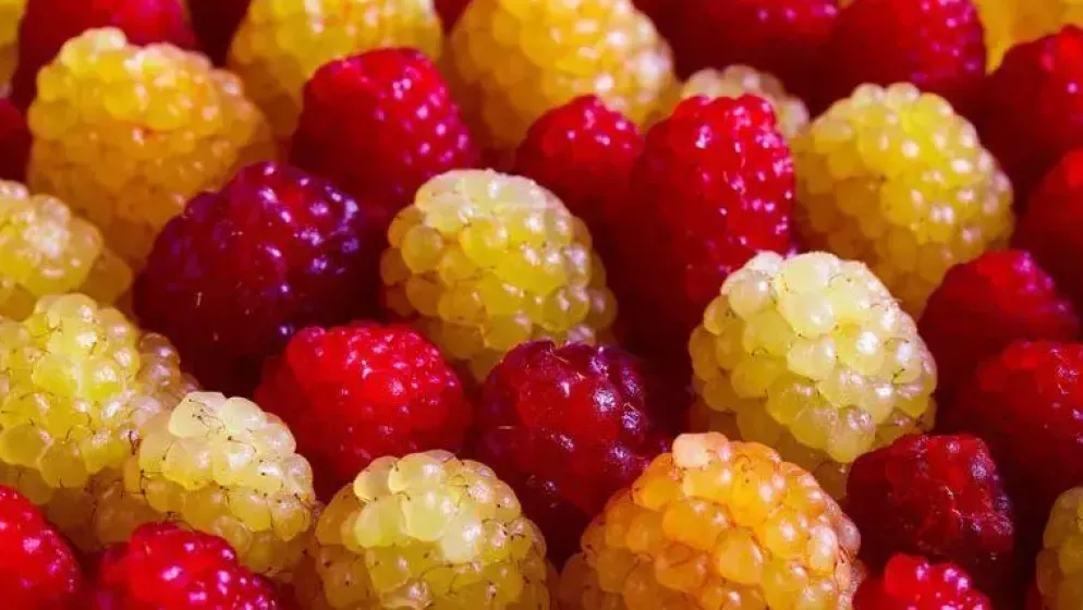 Rubus idaeus 'Quatro framboos' (Framboos) fruitplant 65cm