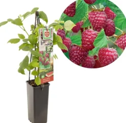 Rubus idaeus 'Schönemann' (Framboos) fruitplant 60cm