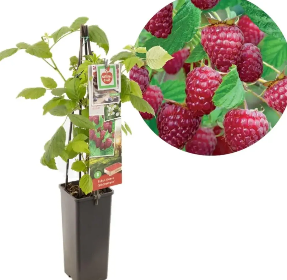 Rubus idaeus 'Schönemann' (Framboos) fruitplant 60cm