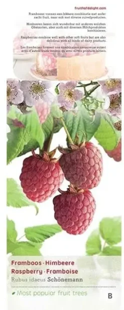 Rubus idaeus 'Schönemann' (Framboos) fruitplant 60cm