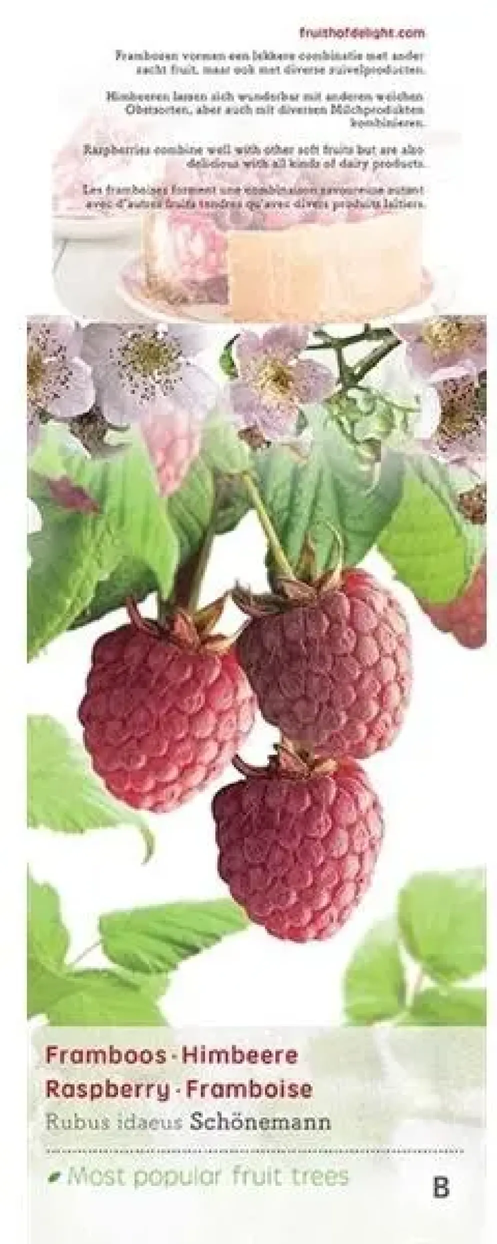 Rubus idaeus 'Schönemann' (Framboos) fruitplant 60cm