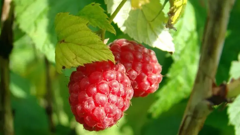 Rubus idaeus 'Schönemann' (Framboos) fruitplant 60cm