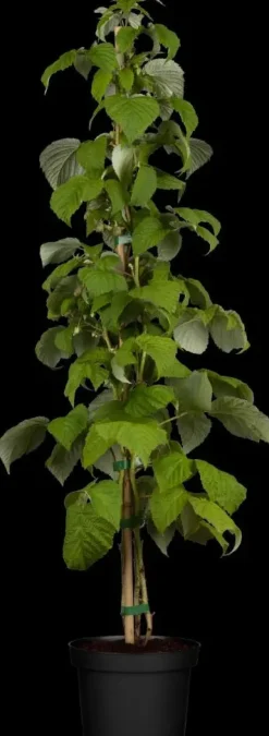Rubus idaeus 'Schönemann' (Framboos) fruitplant 60cm
